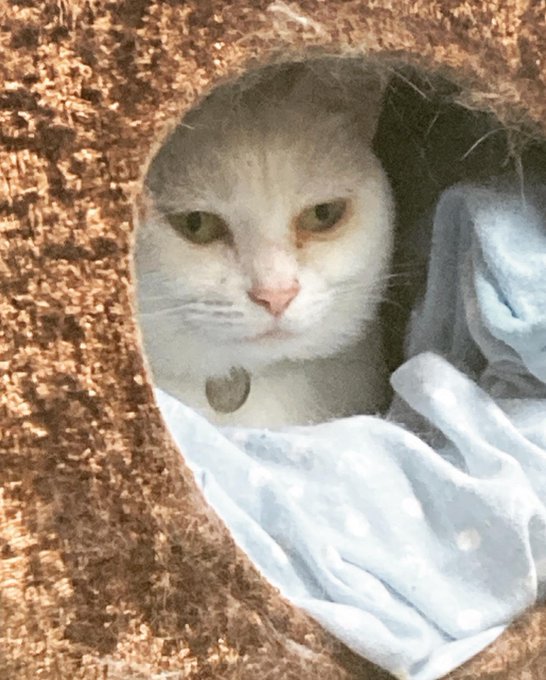 Chocolatlionさんのイラスト一覧