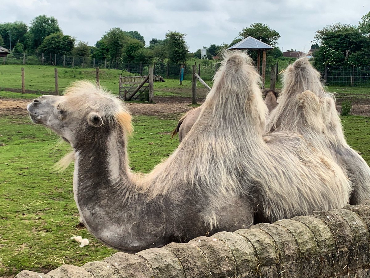ChrisStraws1975's tweet photo. One hump or two? Not the usual setting for a meeting about print, but very nice all the same! I’ve  just had a great catch up with a client about producing various marketing material ready for the summer. #digitalprint #print #printservices #printing #printprojects #wildlifepark https://t.co/r0tEg3RMI2