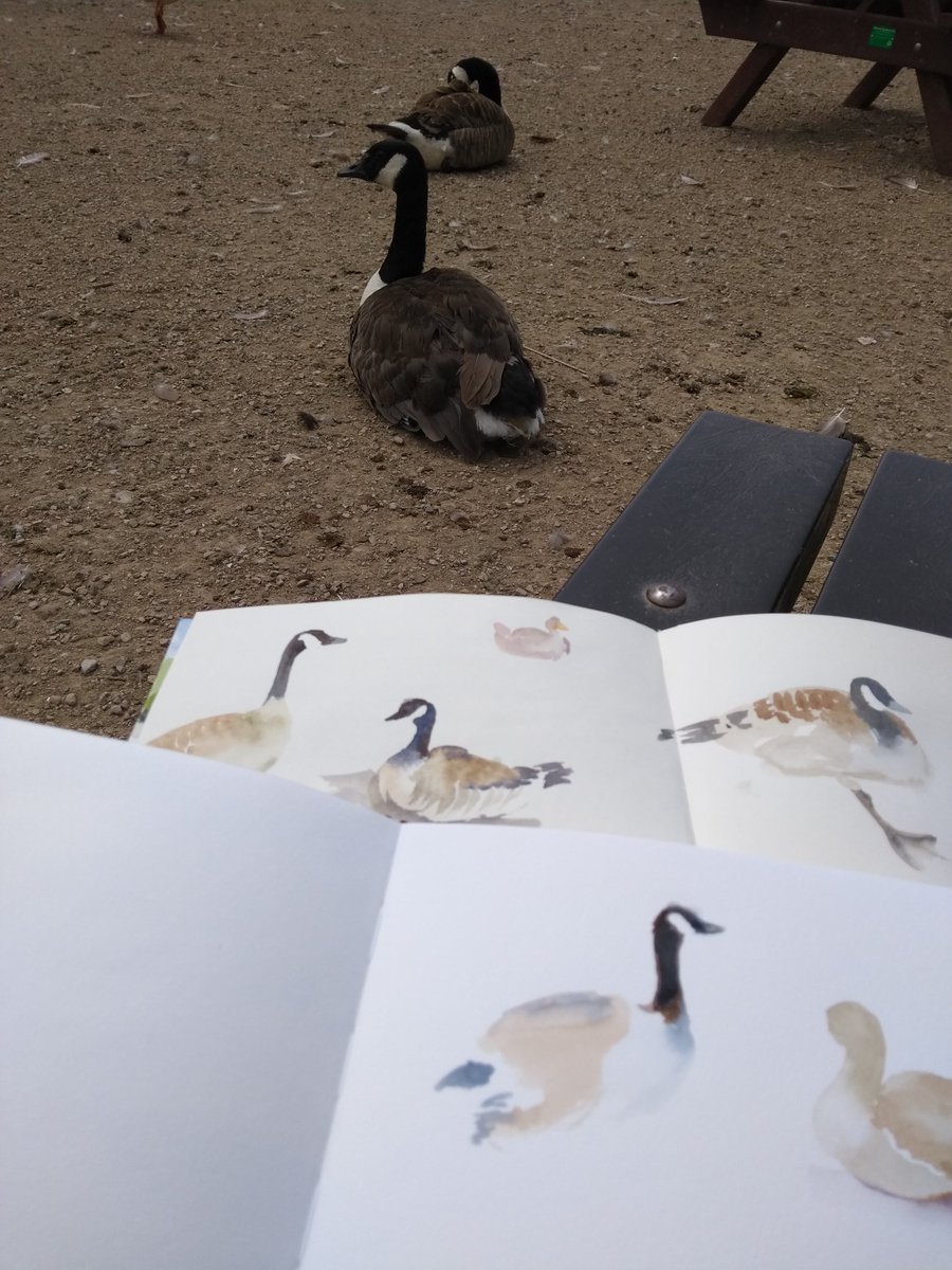 This morning's Canada geese studies in watercolour @AttenboroughNR #canadagoose #Watercolour #nottinghamwildlifetrust #madeinnottingham #ng9