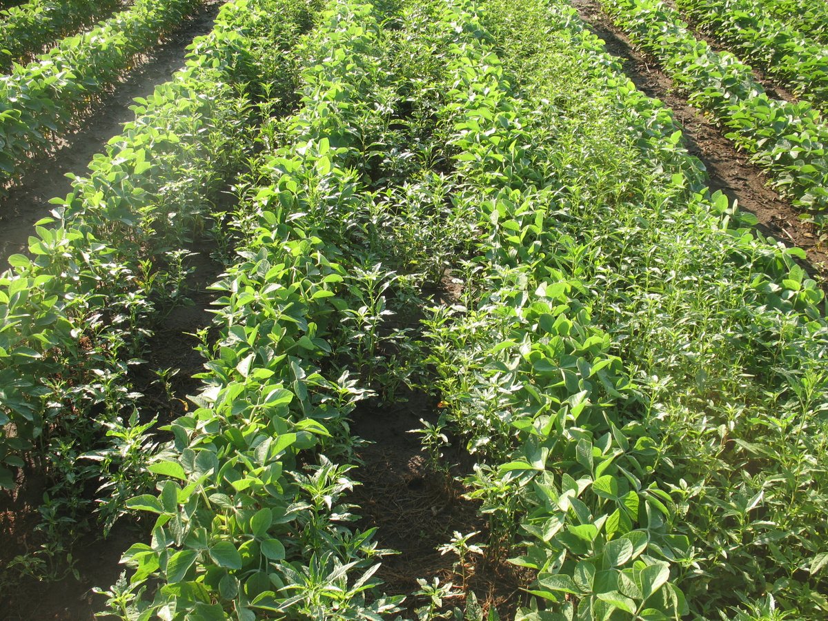 Peter Sikkema tweet media