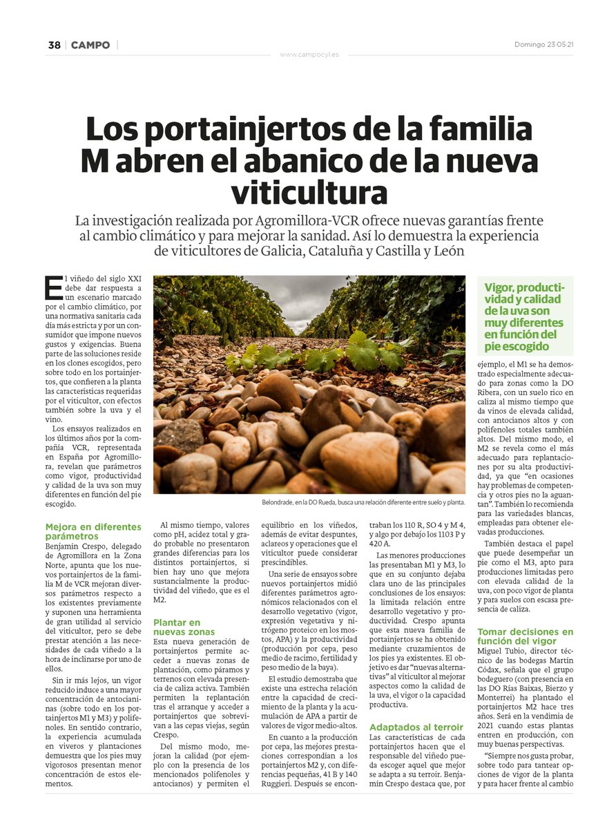 Agromillora tweet media