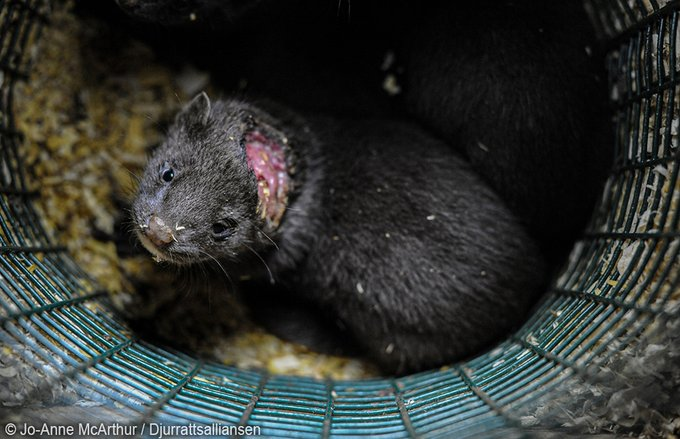 SerAnimales's tweet photo. 1 Kg de piel = muerte aterradora de 11 #visones. No fomentes la crueldad más despiadada, #NoUsesPieles por favor. https://t.co/VQUvliRllJ