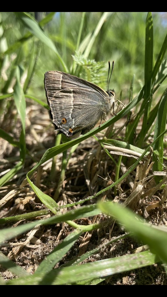 Sander Veenstra tweet media