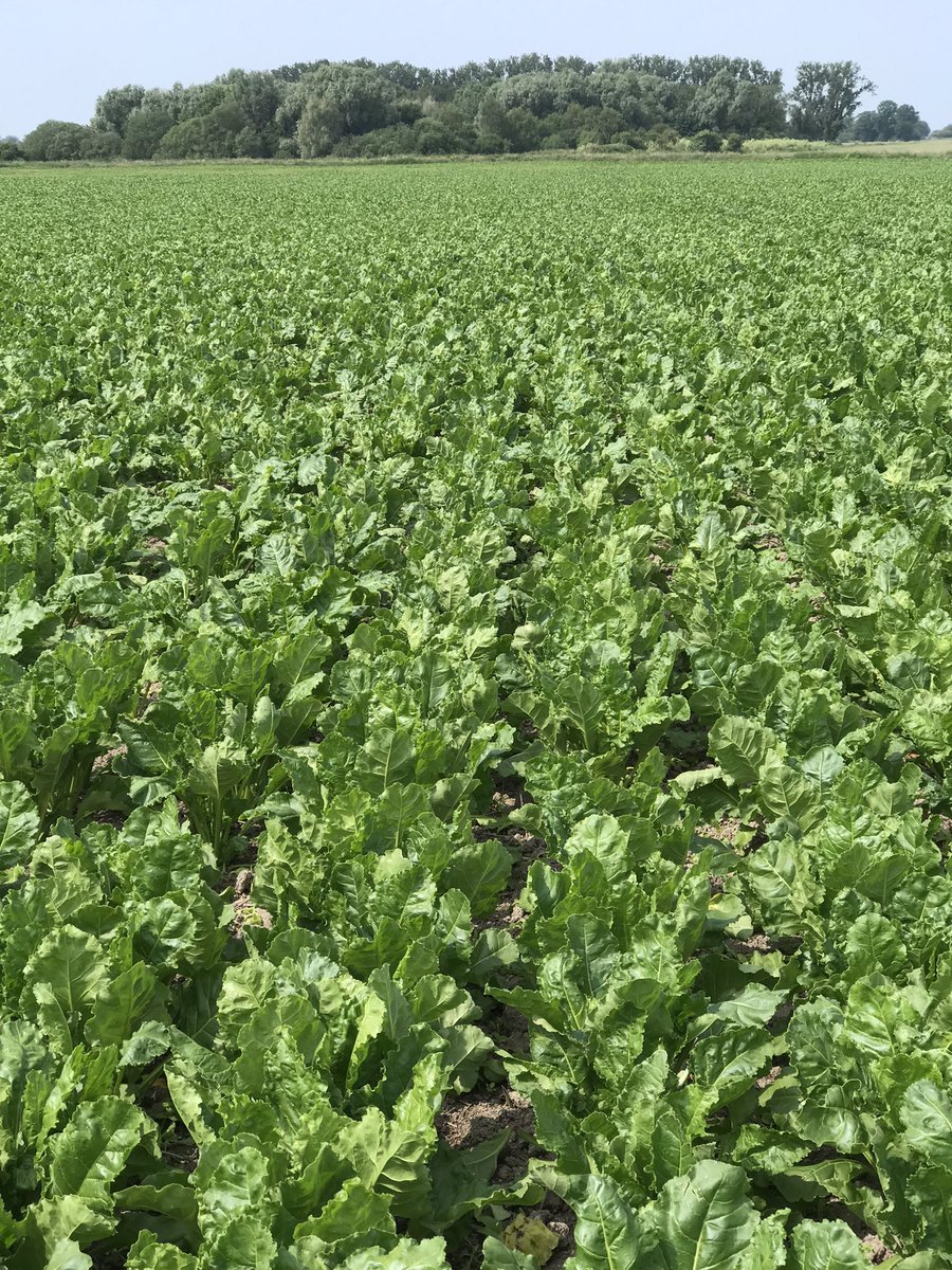 JimScarratt's tweet photo. @KWSUKLtd Janninka beet looking good after @Bayer4CropsUK #convisosmart applied. Would have been near impossible to get a crop from this field without #technology https://t.co/nyBoqyDlDA