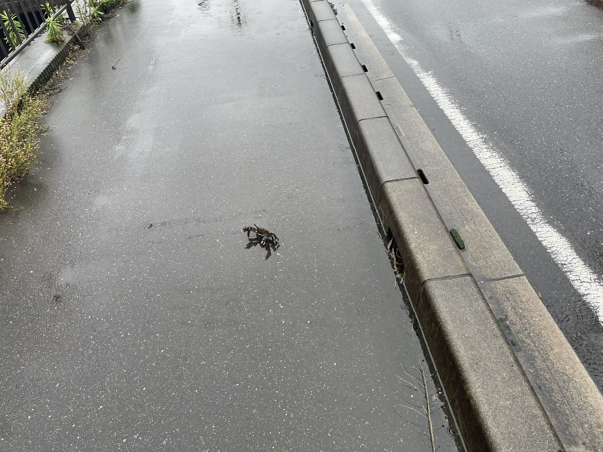 路上で初めて野生の蟹に遭遇しました