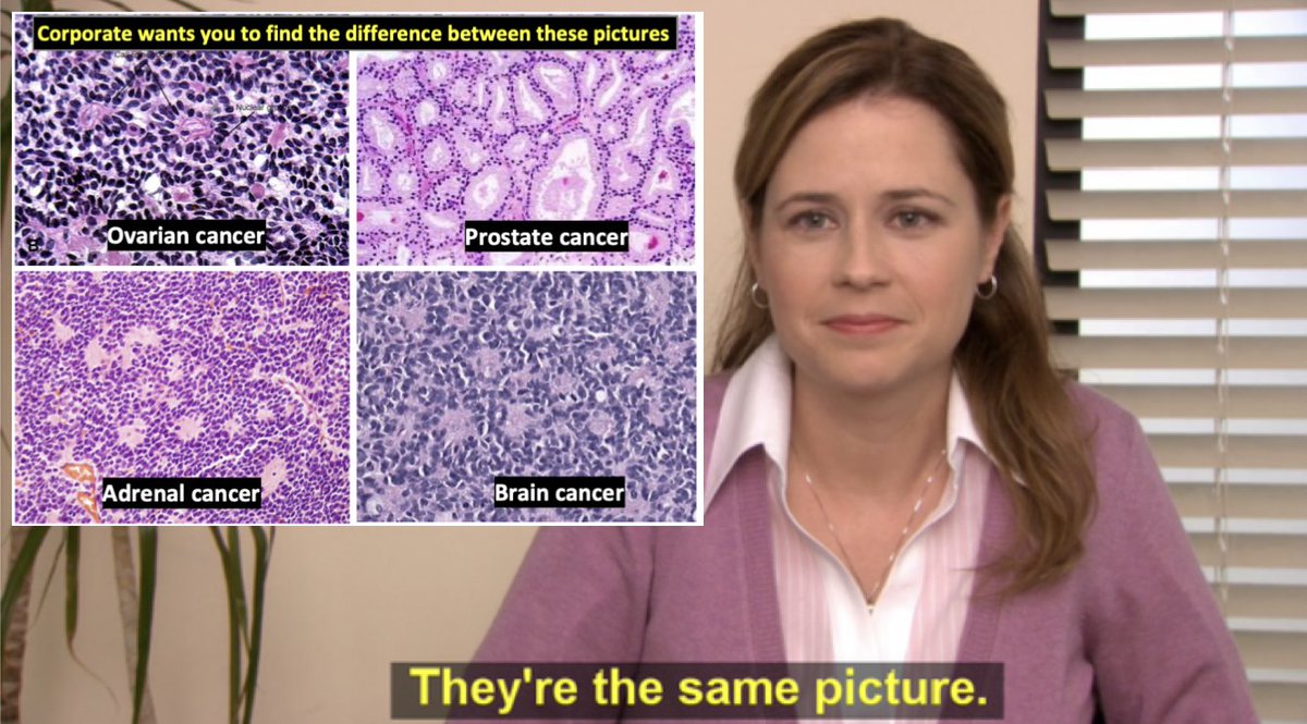 Parikshit Chapagain tweet media