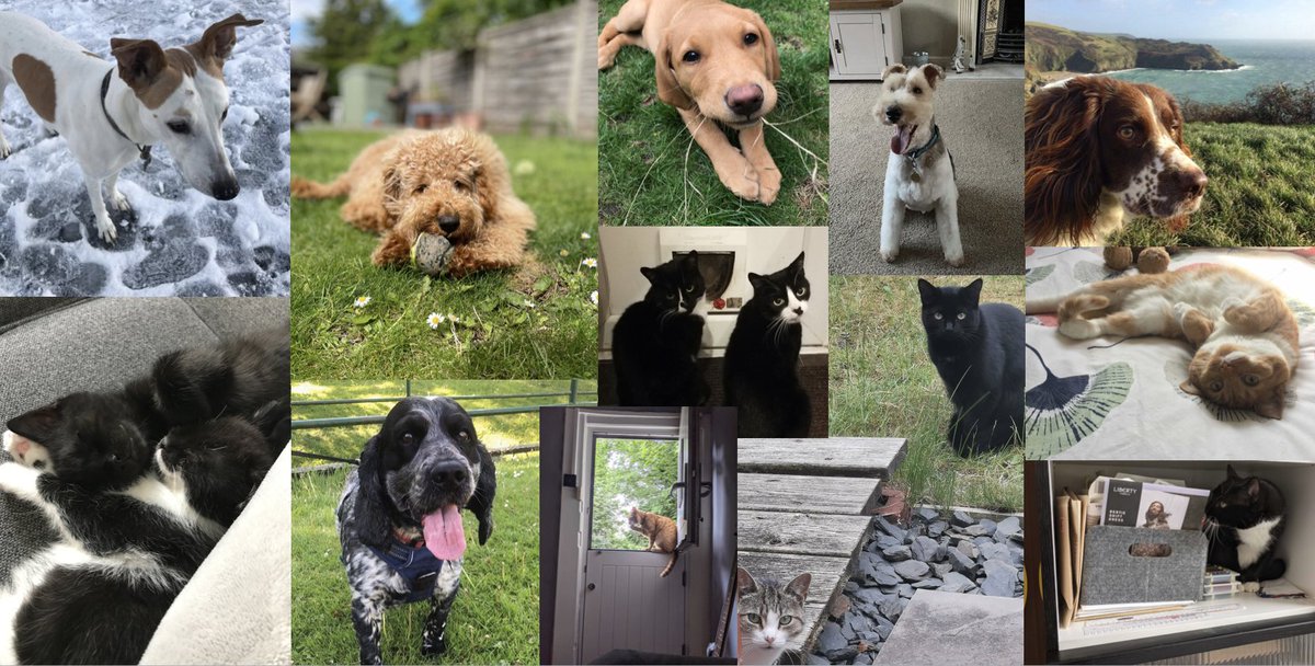 NotchCom's tweet photo. In celebration of #WorldWellbeingWeek we gathered pictures of our honorary Notchers, the furry friends that have helped a lot of us get through the last year of lockdowns 🐶🐈

We hope this makes you smile as much as we did! https://t.co/QvfZkSt0wa