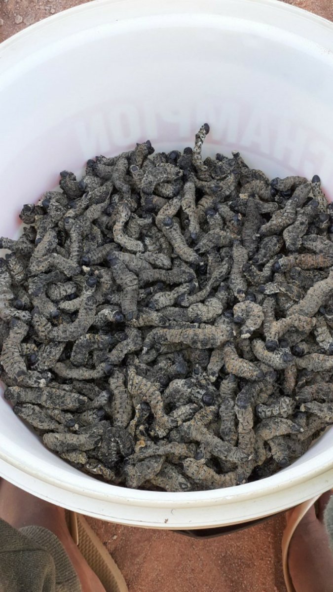 Mankhumiše 🤍 tweet media