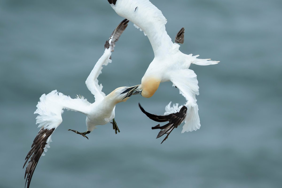 Angry Gannets <a href="/Bempton_Cliffs/">RSPB Bempton Cliffs</a> @JJ_Johnson92 <a href="/BirdGuides/">BirdGuides</a>