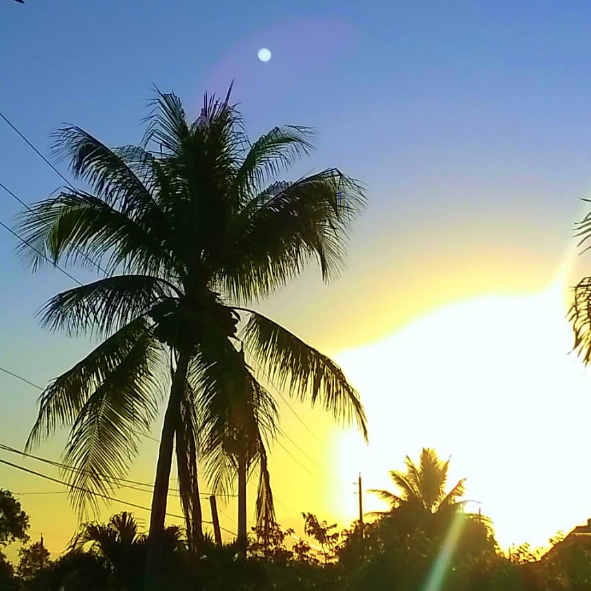 JorgeGNYCMIA's tweet photo. @JorgeG179 #Miami #Sky #Sunrise #Palmtrees #Trees #utilitycables #photo #utilitycables #photodaily #photography #photooftheweek #photosession #skyphotography #streetphotography #lensflare #sunflare #SunriseOneMorning #riseandshine https://t.co/6eLqFY9LTS