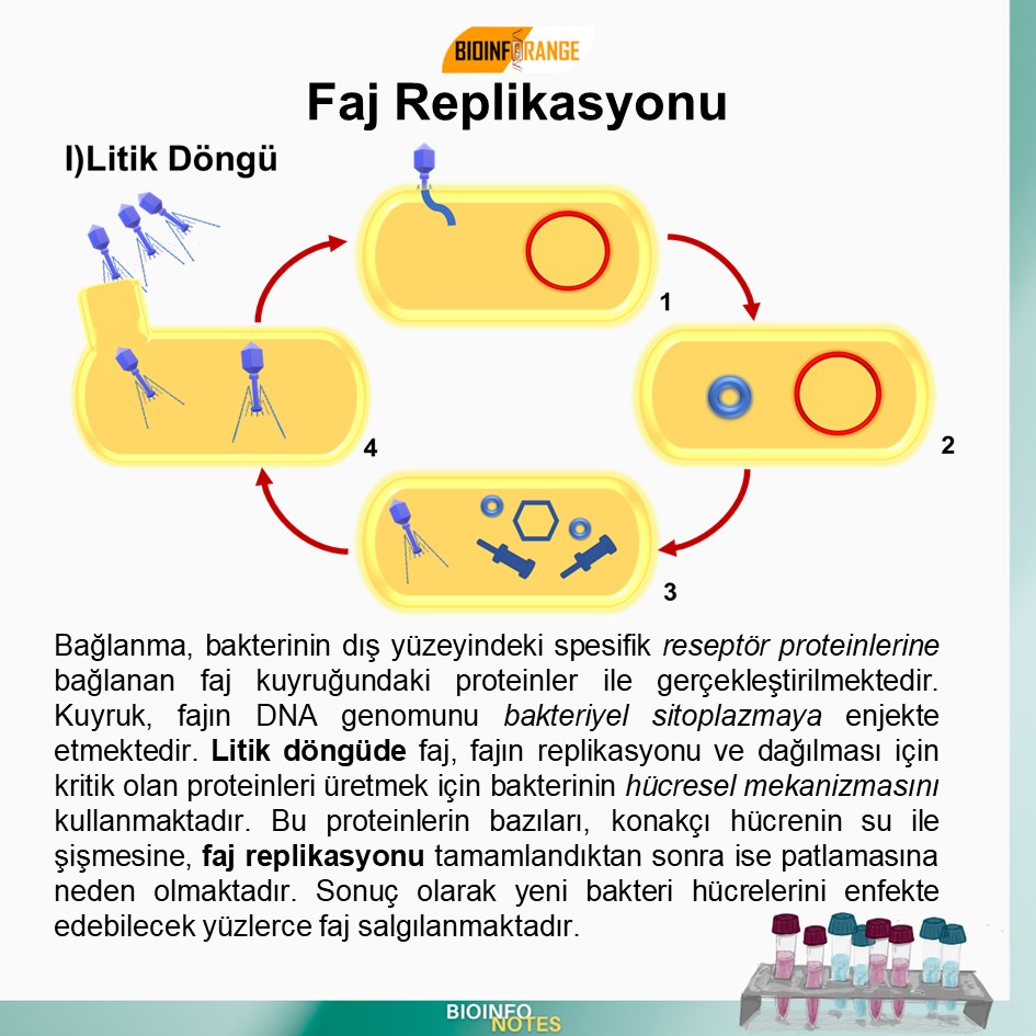 bioinforange's tweet photo. Faj Replikasyonu hakkında bir #bioinfonotes paylaşılmıştır. #faj #fajreplikasyonu #lizojenik #litik #bakteri #profaj #lizojenize #fajdna #lizis #bilimlekalalım https://t.co/aeB6C3Py7M