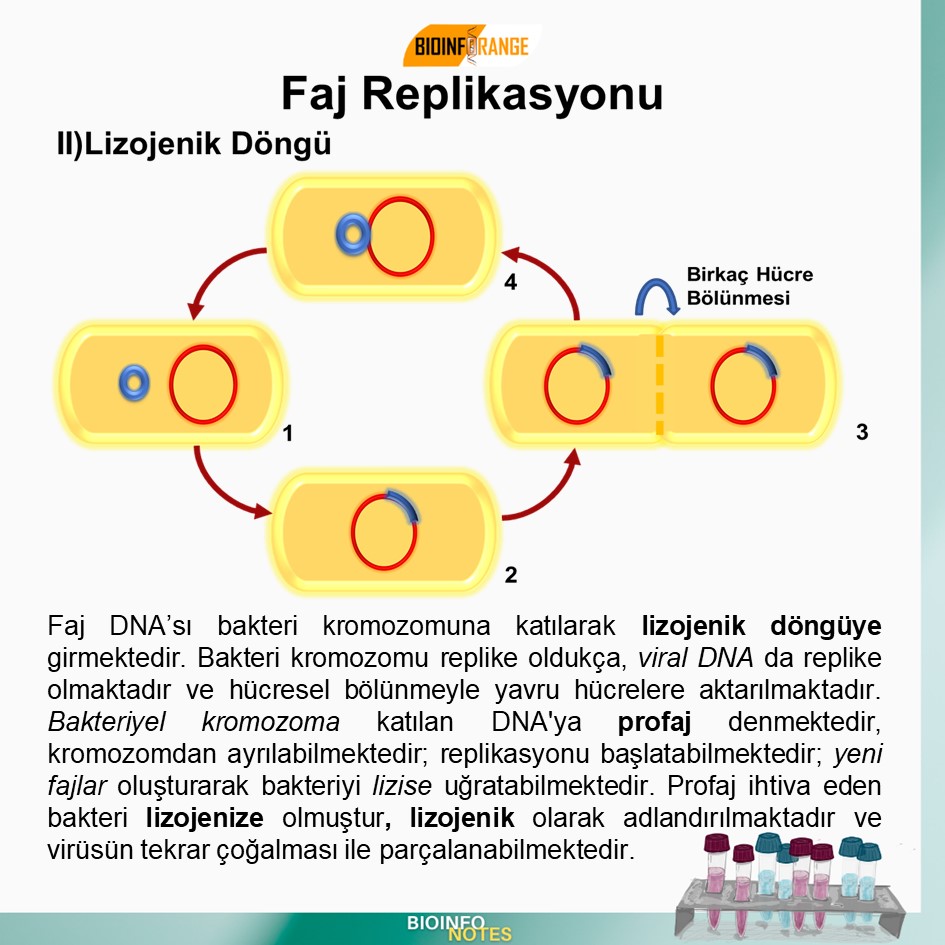 bioinforange's tweet photo. Faj Replikasyonu hakkında bir #bioinfonotes paylaşılmıştır. #faj #fajreplikasyonu #lizojenik #litik #bakteri #profaj #lizojenize #fajdna #lizis #bilimlekalalım https://t.co/aeB6C3Py7M