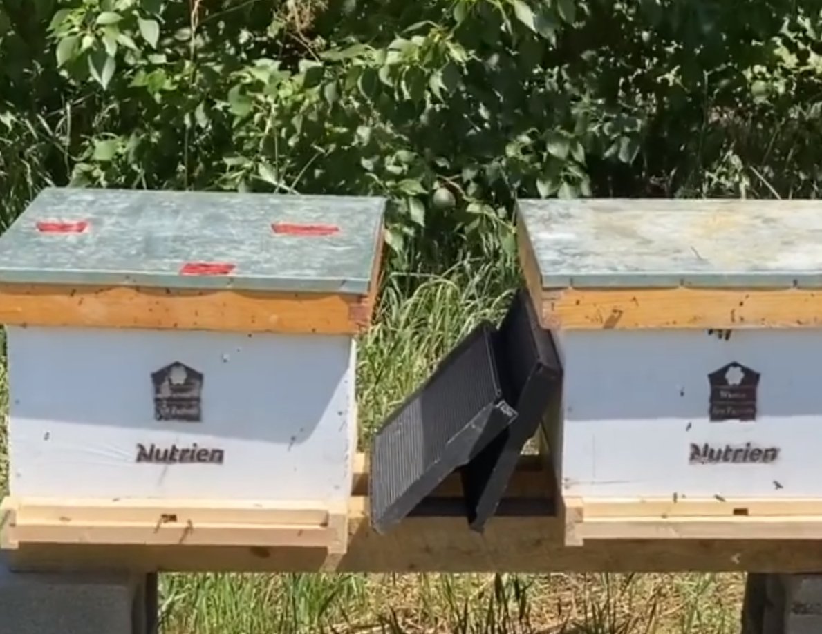 Lafarge_Canada's tweet photo. Oh, honey! π π― It's great to see other corporations like @NutrienLTD supporting the bees and utilizing them to facilitate reclamation.
#BuildForAll #savethebees #sustainablebusiness https://t.co/S37mmWh9g0