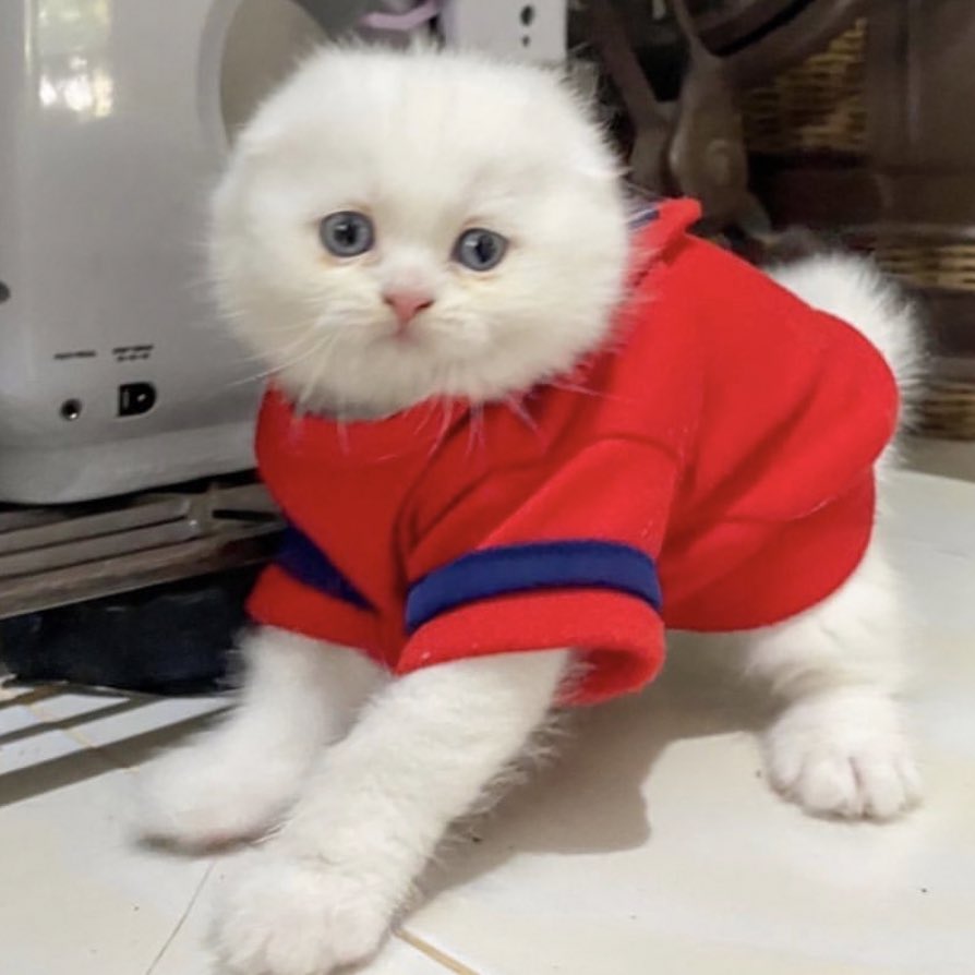 awwwfluffy's tweet photo. ไม่จะหลิ่มคับ หม่ามิเป็นเสื้อแดง https://t.co/c8cJdqcXyV