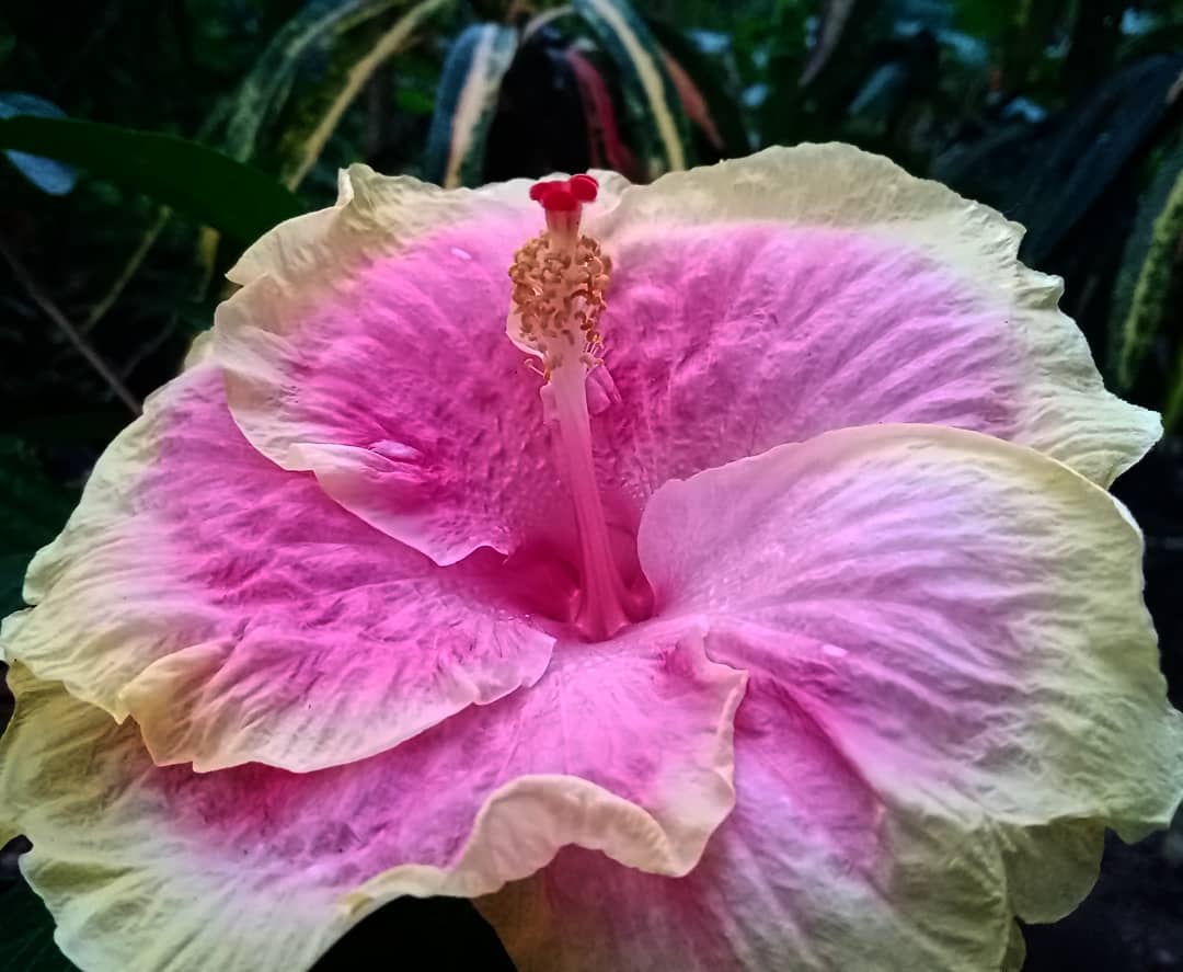 Yellow and pink hibiscus flower by rainbow plants
#flowers #flowerstagram #rainbp #flora #flowerphotography #nature #hibiscus #pink #yellow: zpr.io/89UgBZDjK72G
