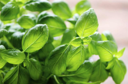 OptiCept's tweet photo. We’re happy to announce that we’ll be delivering an OptiDry system to Steinicke in Germany, one of the leading manufacturers of air-dried herbs and vegetables.
Read more about this technology here:
https://t.co/OlneX3ei1o
#foodtech #sustainability #superfood #optidry https://t.co/2G1Mu4oNzT
