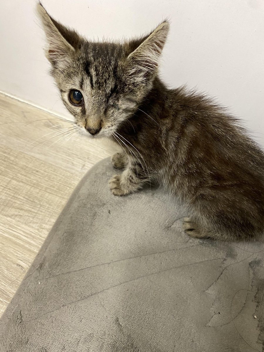 Adopted my first cat today: meet Mike wazowski