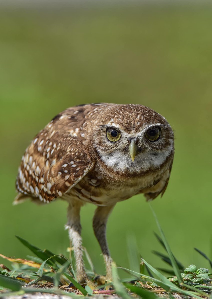 *VIEW FULL SCREEN PLEASE*
I’ve decided to share some of my older work for my new followers… like this Burrowing Owl stare down from last year. 
#TwitterNatureCommunity #birds