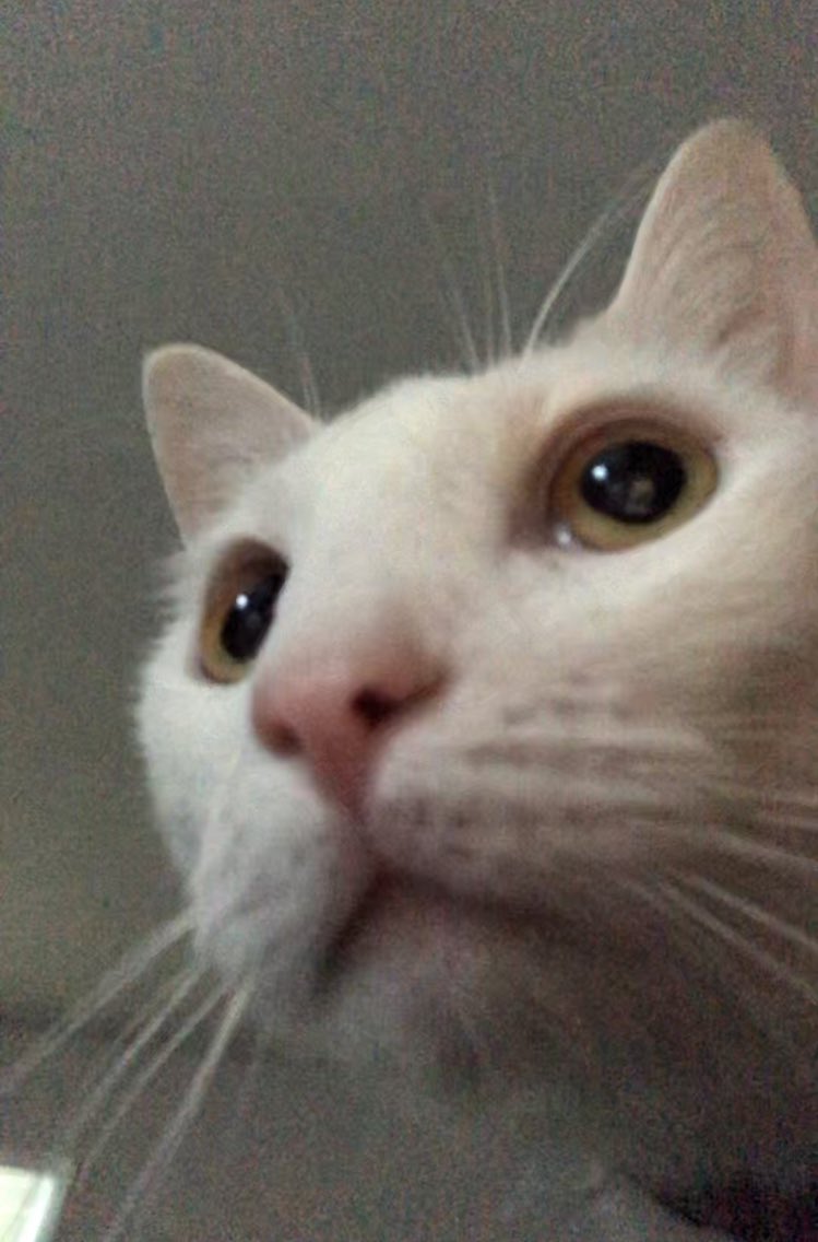 Pleasebuymyalbum Pleasebuymyalb1 Twitter