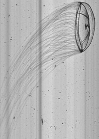 Jellyfish Mitrocoma cellularia imaged by the In situ Ichthyoplankton Imaging system - underwater imager