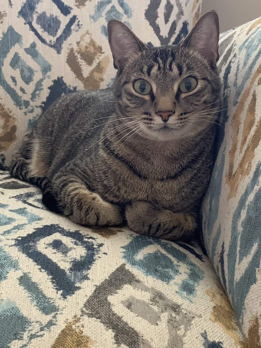 jvenegas_cortes's tweet photo. Hey @Delta been trying to connect with Customer Service for hours to make sure Maxwell can travel with us on an upcoming flight. Help please! https://t.co/6BEUaGgHX5