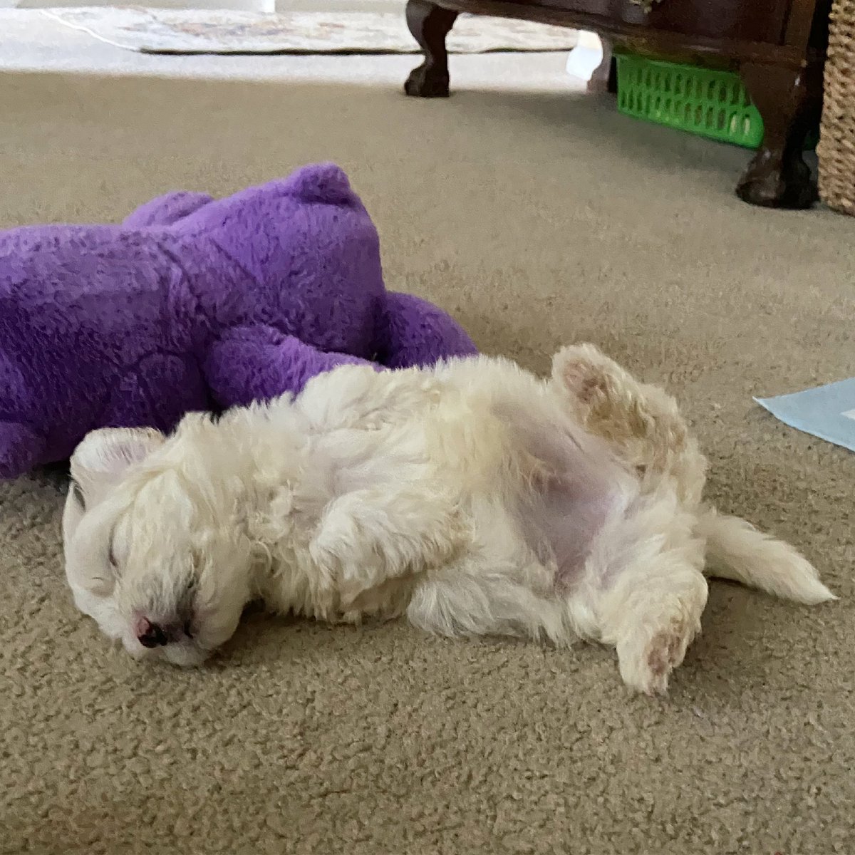 Annasbesttop1's tweet photo. @imaginaryerika @KelMc100 @japastu @finolahughes sorry, had to shareโฆ.so, this little one is 0% poodle, BUT is still fully hypoallergenic & will grow to love Vannaโฆ.as soon as he can stay awake for more than 30 min. at a time๐๐๐๐๐ #timecleanse #seriouslyomgicantevendeal https://t.co/gPz6ZbqNBK