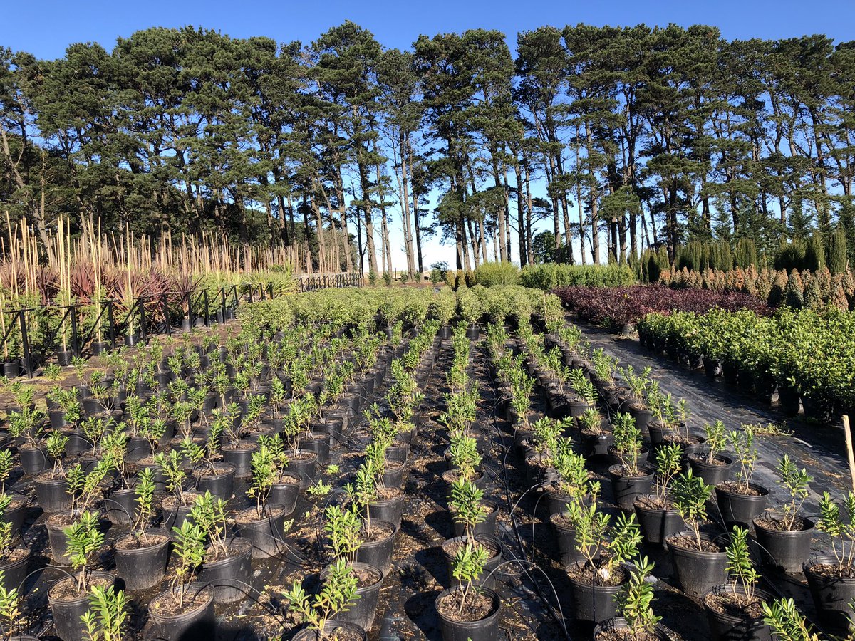 Euge Maiolino tweet media