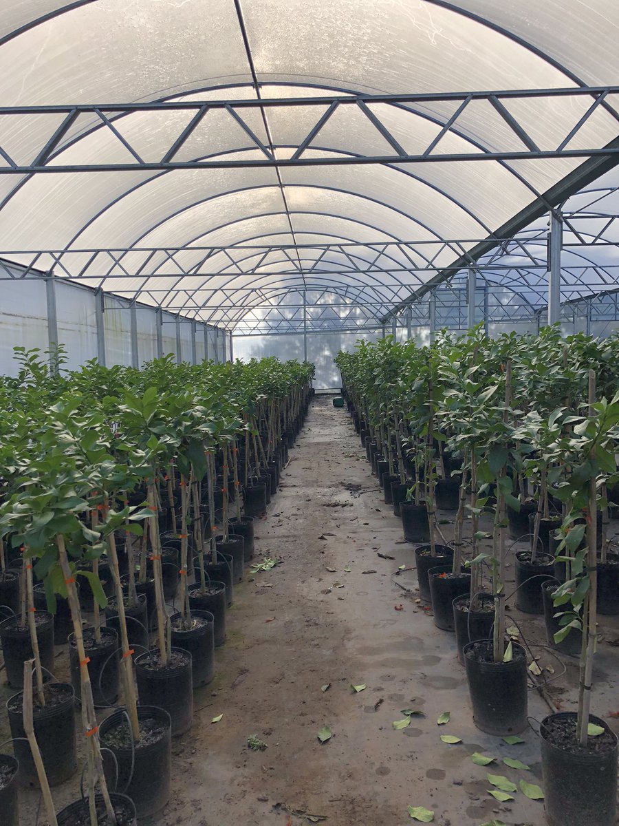 Euge Maiolino tweet media