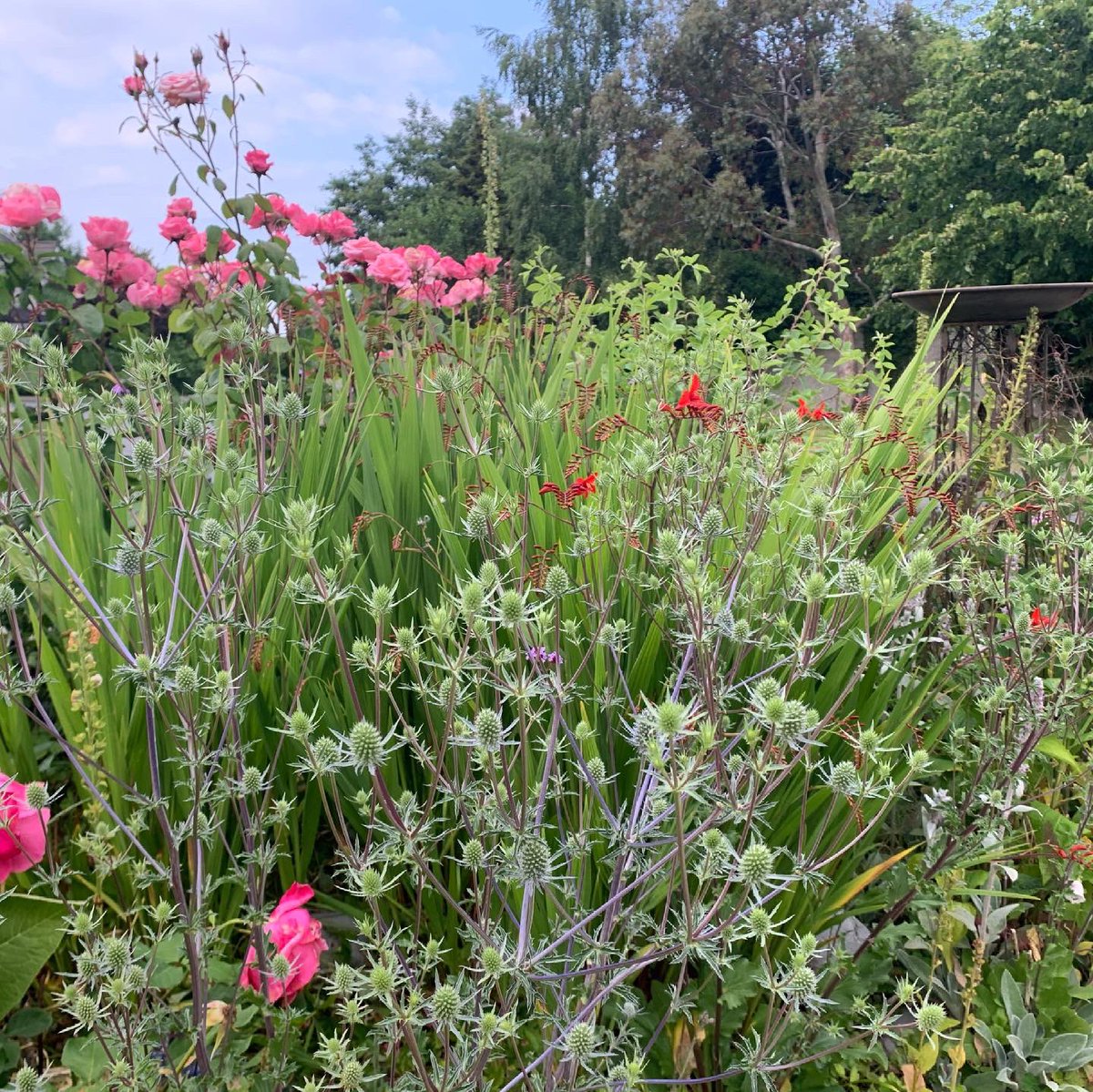 GardeningWell's tweet photo. I think it’s all about layers…. https://t.co/jcDKWl4pAD