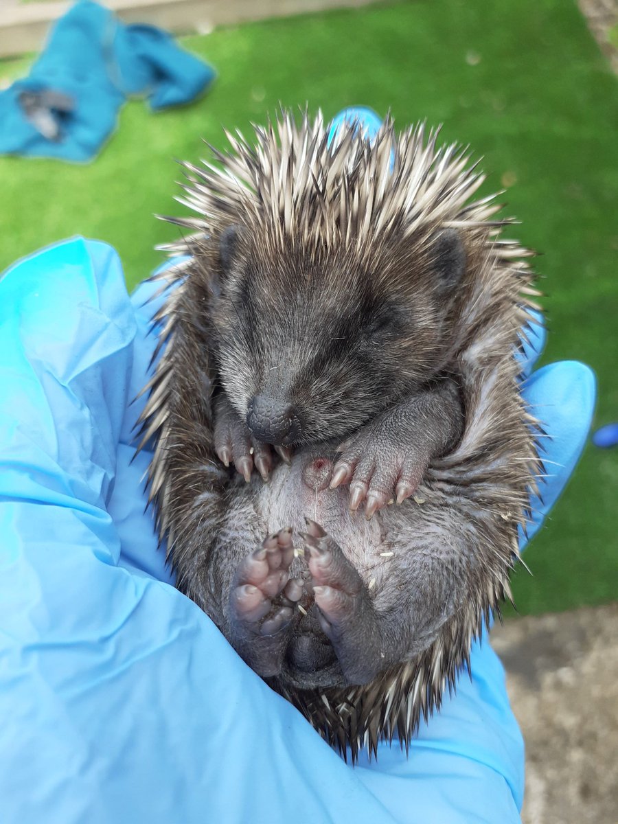 AndHoglets's tweet image. Hedgepigs and Hoglets Rescue are thrilled to find out we have been awarded a £250 grant from Animal Friends Pet Insurance. Thank you!