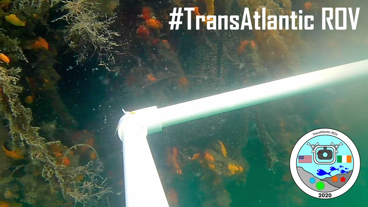 GalwayAquarium's tweet photo. So proud of #ROVYouth for sharing #TransAtlanticROV project in front of #Peer group. This project is amazing! See; https://t.co/1F8gQK0PlZ
@MarineInst @alanpberry @GHDailyWorld https://t.co/NowOIWd8kq