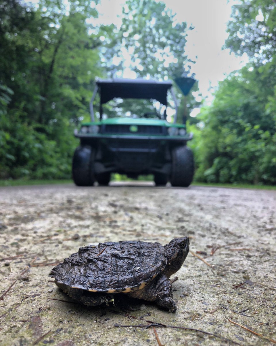 Wheatley_PP's tweet photo. Yesterday we helped a few young turtles cross the road! Unfortunately we were too late to help a few.
Keep an eye on the road!
#brakeforturtles #turtle #ontarioparks https://t.co/2dyyRfwh7h