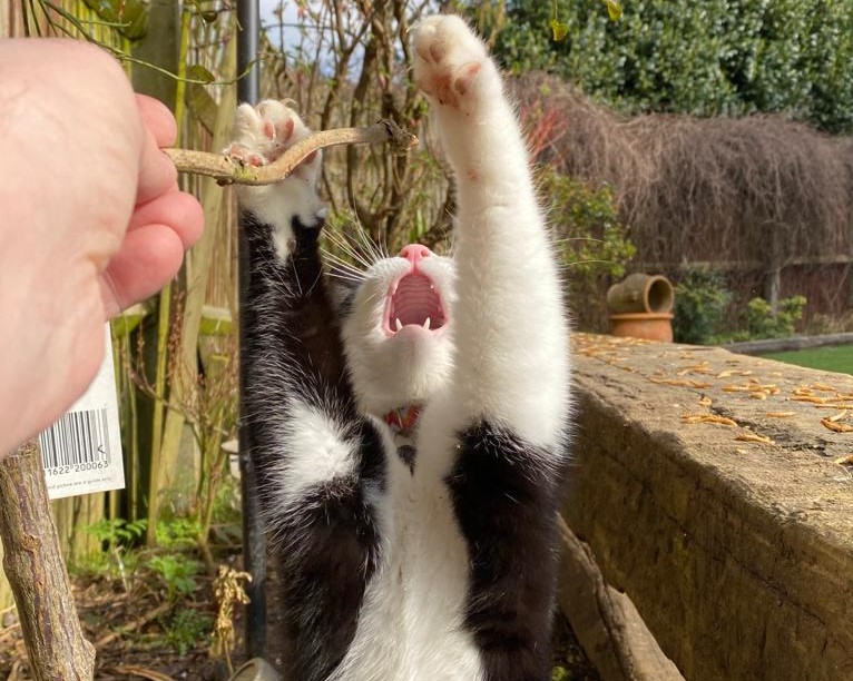 SimonsCat's tweet image. What is Badger screaming about?! Happy #caturday