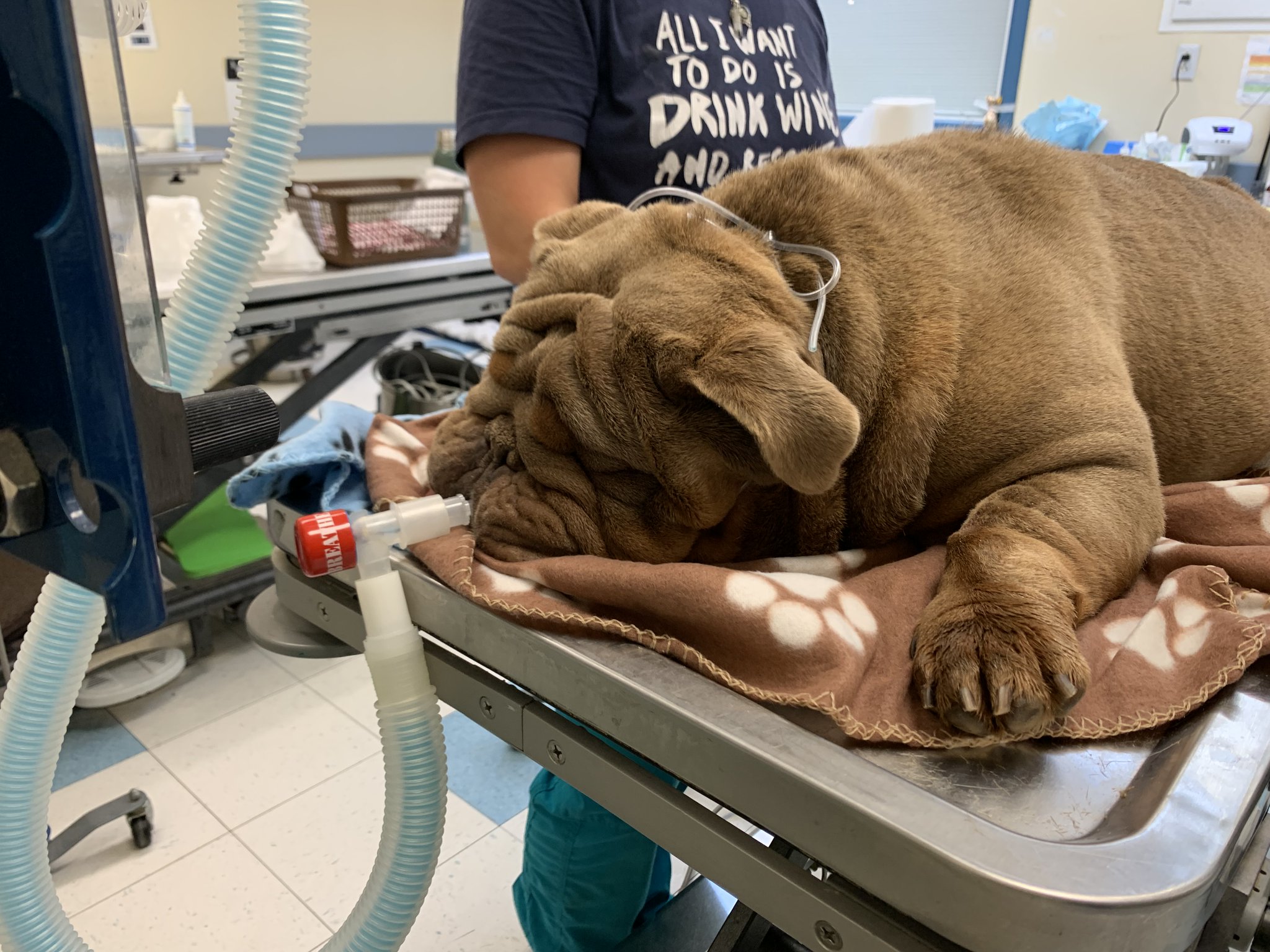 Pennsylvania SPCA on Twitter "Kujo on the other hand required