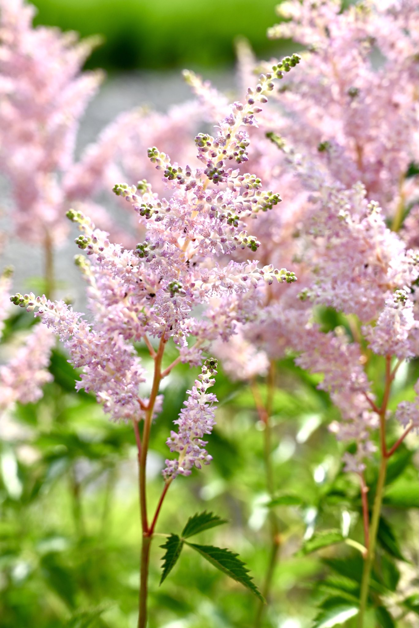 ｱｽﾁﾙﾍﾞ Twitter Search Twitter