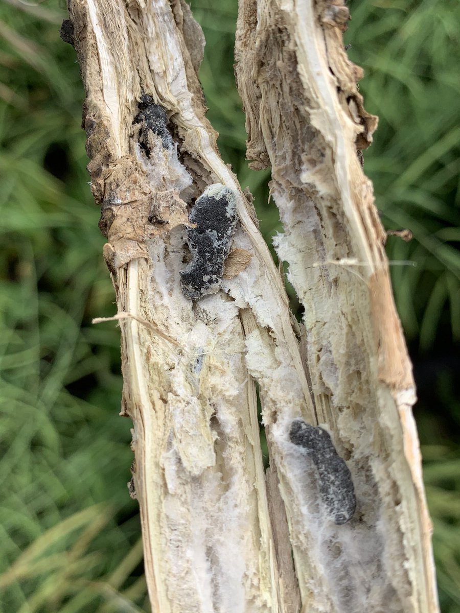 Many fields reaching R1 in #haldimand #niagara this week! White mould visible in winter canola so we know conditions are here. Think back to 2017 disaster fields - be sure to target these for fungicide; sclerotioa can survive in the soil for a number of years. #ontag