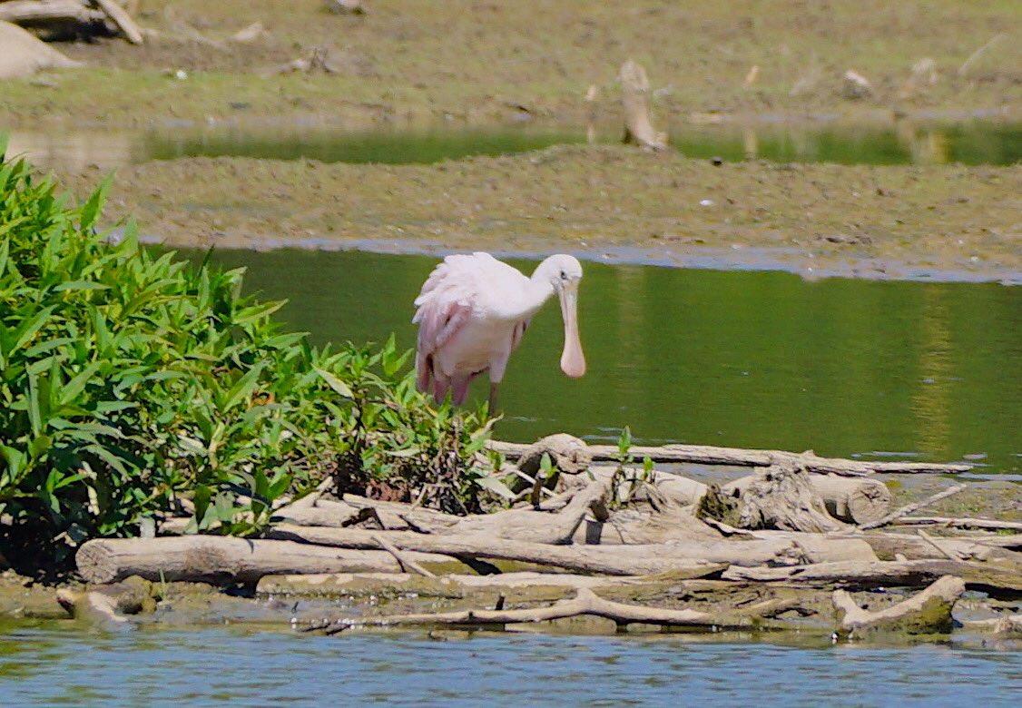 Two rarities in two weeks! Both the Mississippi Kite(top) and Roseate Spoonbill’s normal ranges are far more south than Maryland and Northern Virginia, so seeing each of them was a real treat. #birding #birds #mississippikite #roseatespoonbill #spoonbill #scicomm