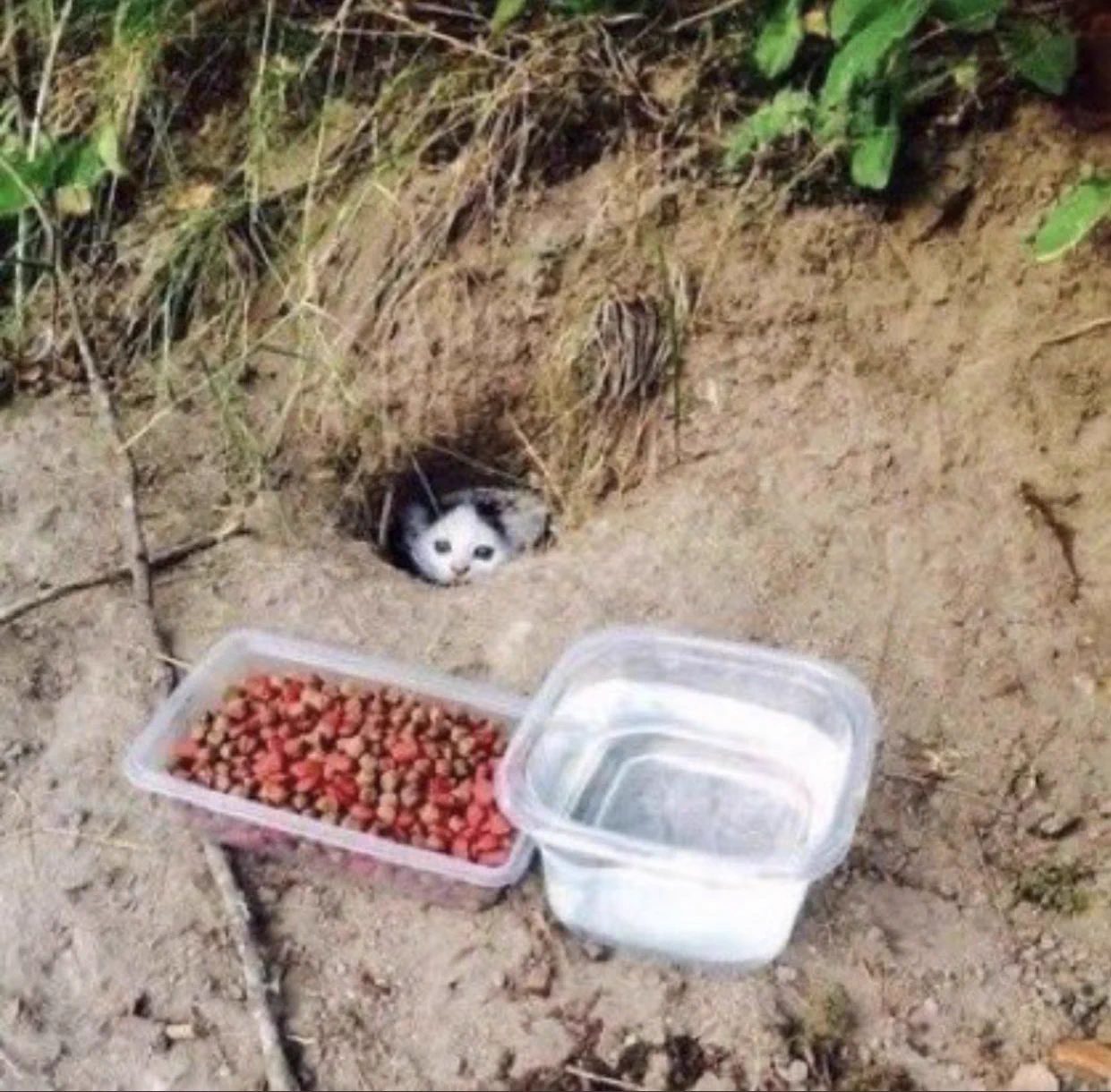 「ここならご飯が食べられるよ！」家族に分け与える猫