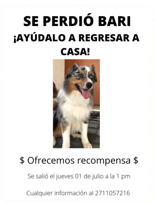 camilunches's tweet photo. Alguien lo ha visto? #Acapulco #Bonfil #PerroPerdido  #ayuda Ayudalo a regresar a casa! lo extrañan mucho! https://t.co/wZmVVtxrDG