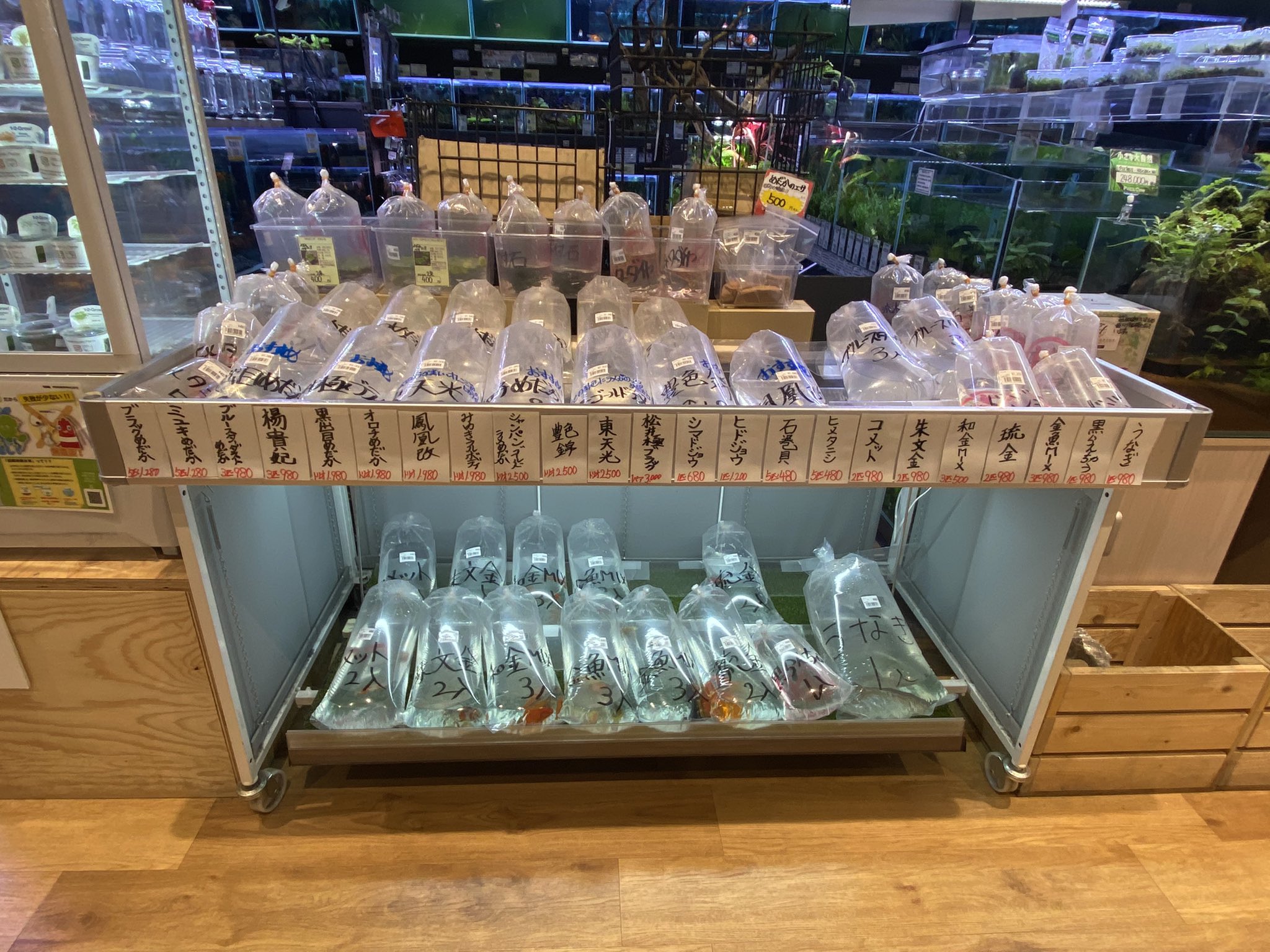 Mickey Gon新座店 アクアリウム エキゾチック パッキング屋台やってるので是非遊びに来てください 種類は変更したりします アクアリウム きんぎょ 金魚 めだか メダカ ドジョウ タニシ 石巻貝 パッキング パッキング販売 金魚販売 めだか