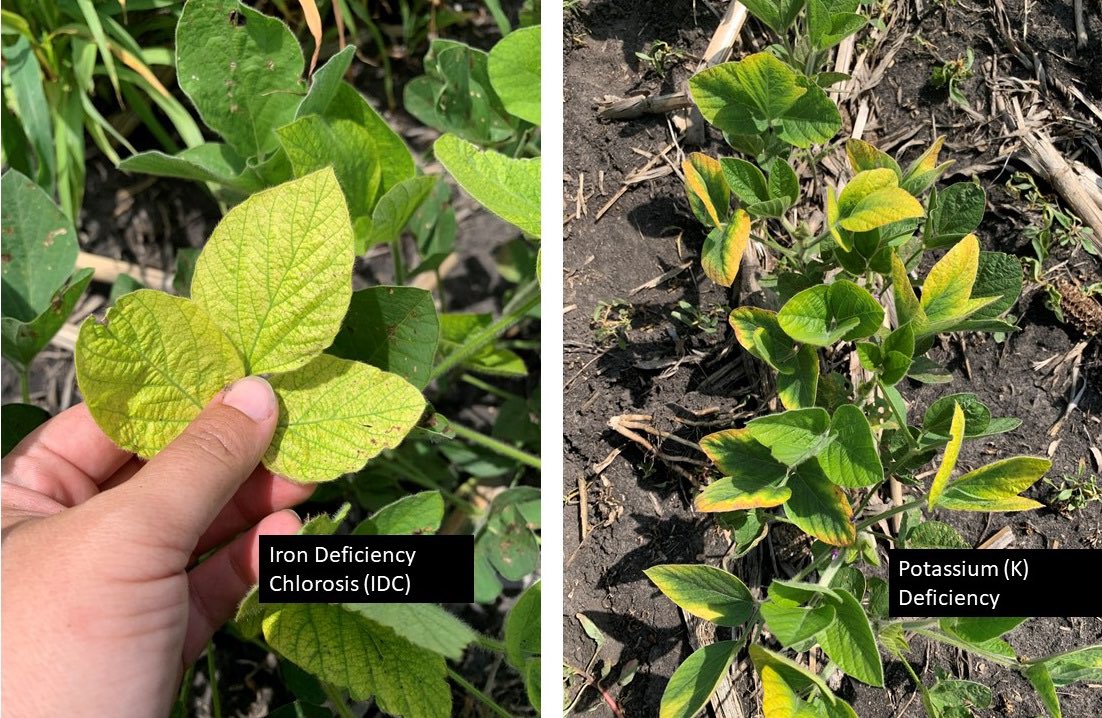 A lot of yellow patches have appeared in soybean this past week. It’s important to get into the field and see what is happening. IDC and K deficiency can look similar from the road but different up close #FieldCheckupFriday <a href="/Iowa_Channel/">Iowa Channel</a>