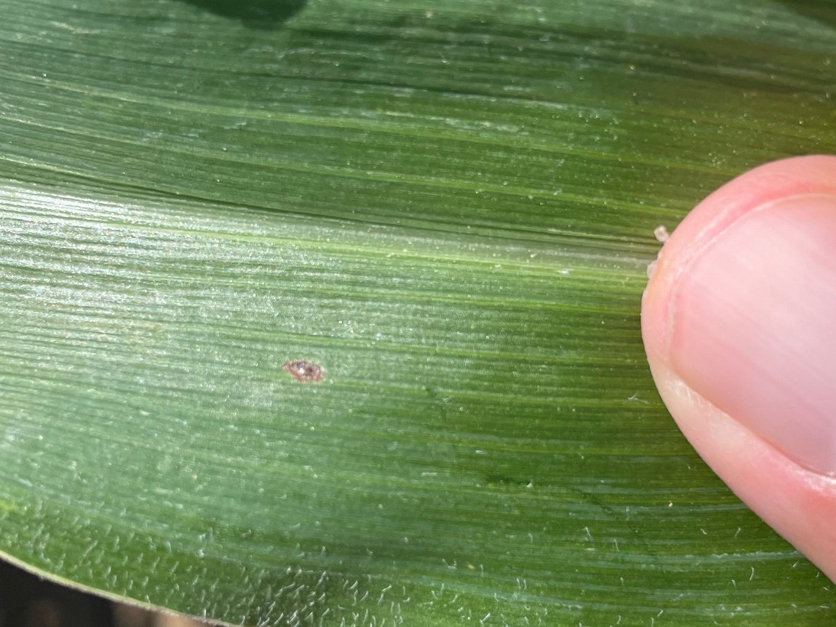 MartinChilvers1's tweet image. Tar spot confirmed @checkjill Eaton co, MI July1, 8% incidence all single lesions on lowest leaves in dry land field. Extended leaf wetness has primed the pump. Note lesion protruding through the bottom side of the leaf @MI_Corn @MSUAgBio @NationalCorn 
cropprotectionnetwork.org/series/tar-spo…