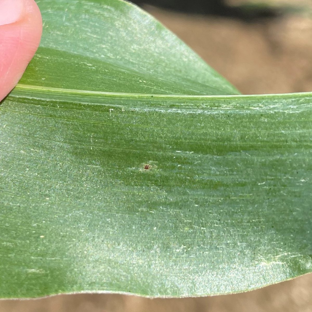 MartinChilvers1's tweet image. Tar spot confirmed @checkjill Eaton co, MI July1, 8% incidence all single lesions on lowest leaves in dry land field. Extended leaf wetness has primed the pump. Note lesion protruding through the bottom side of the leaf @MI_Corn @MSUAgBio @NationalCorn 
cropprotectionnetwork.org/series/tar-spo…