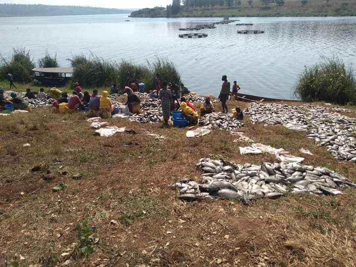 The Chronicles tweet media