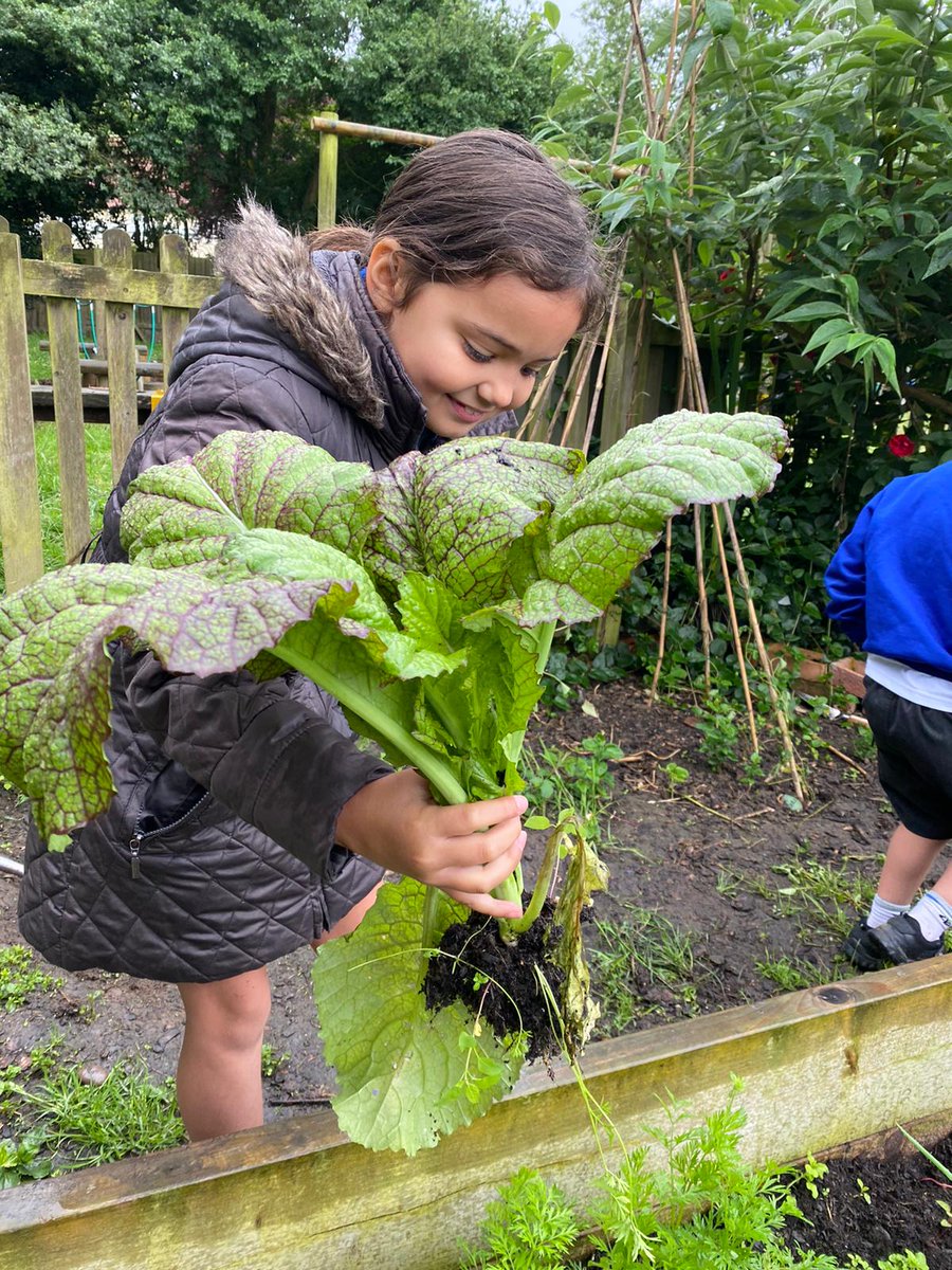 eats_Vertas's tweet photo. It’s great to see our #PeasPleasePledge in action at Stonham Aspal Primary School, where the Garden Club have been hard at work growing vegetables for the kitchen to use in their school meals!

#MakingtheDifference #FarmToForkExperience https://t.co/qiB3Q2LTD1