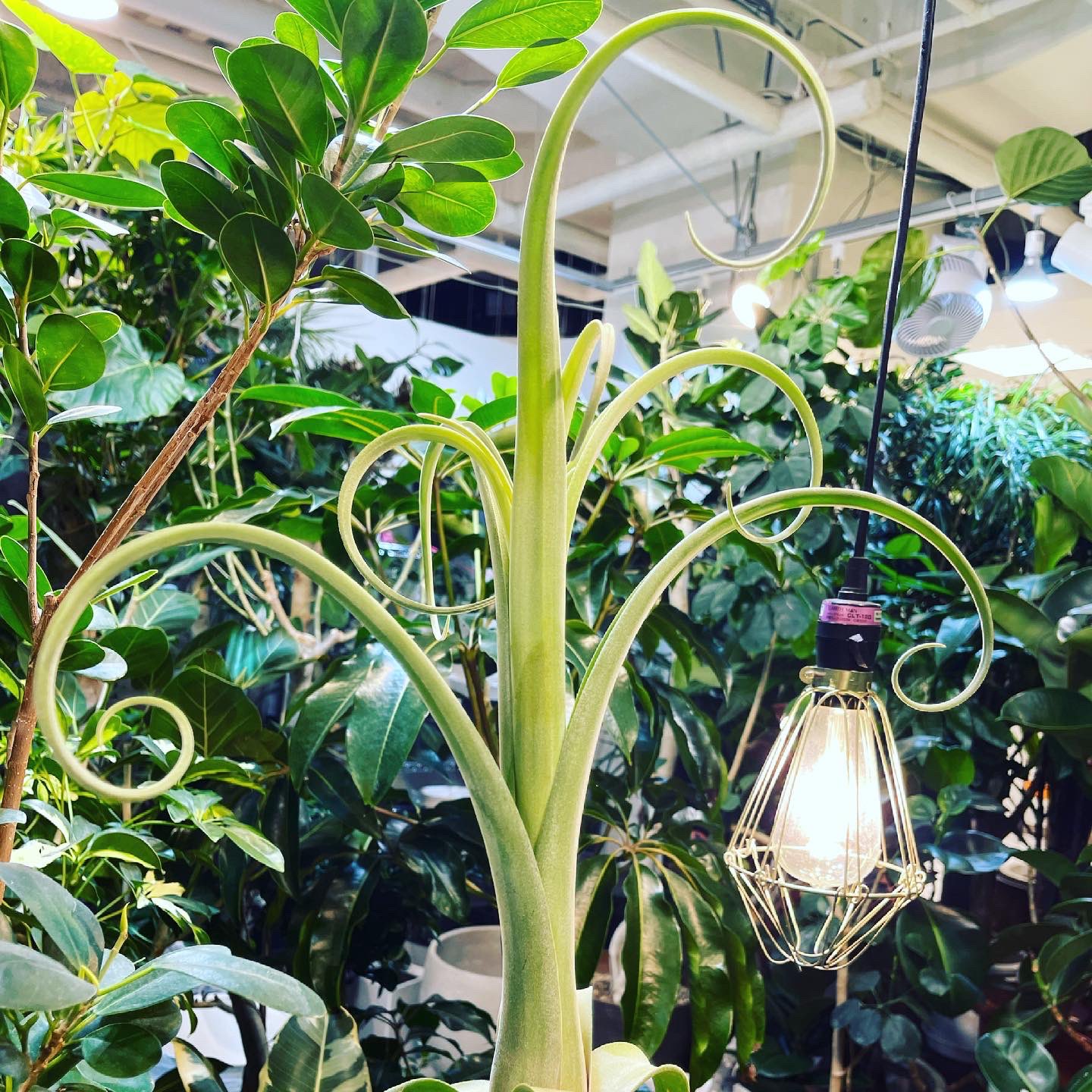 Hanaseikatsu Hanaseikatsu ジャングルコレクション 観葉植物 インテリアグリーン インテリア 札幌 サッポロ 観葉 観葉植物好き 観葉植物インテリア 観葉植物のある暮らし 観葉植物のある生活 観葉植物専門 ドライフラワー Hanaseikatsu 花 Hanaseikatsu Hanaseikatsu ジャングルコレクション 観葉植物 インテリアグリーン インテリア 札幌 サッポロ 観葉 観葉植物好き 観葉植物インテリア 観葉植物のある暮らし 観葉植物のある生活 観葉植物専門 ドライフラワー Hanaseikatsu 花