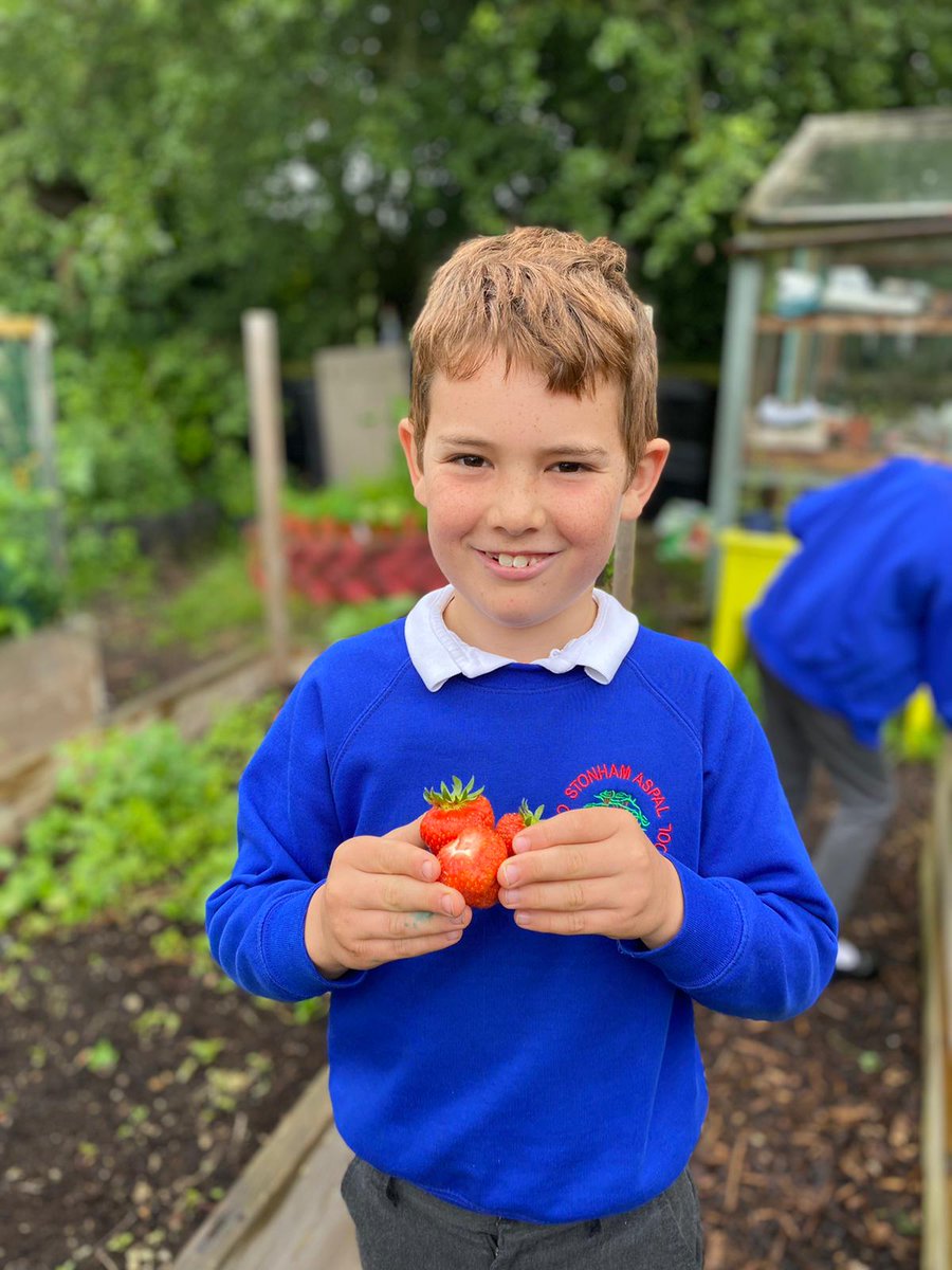 eats_Vertas's tweet photo. It’s great to see our #PeasPleasePledge in action at Stonham Aspal Primary School, where the Garden Club have been hard at work growing vegetables for the kitchen to use in their school meals!

#MakingtheDifference #FarmToForkExperience https://t.co/qiB3Q2LTD1