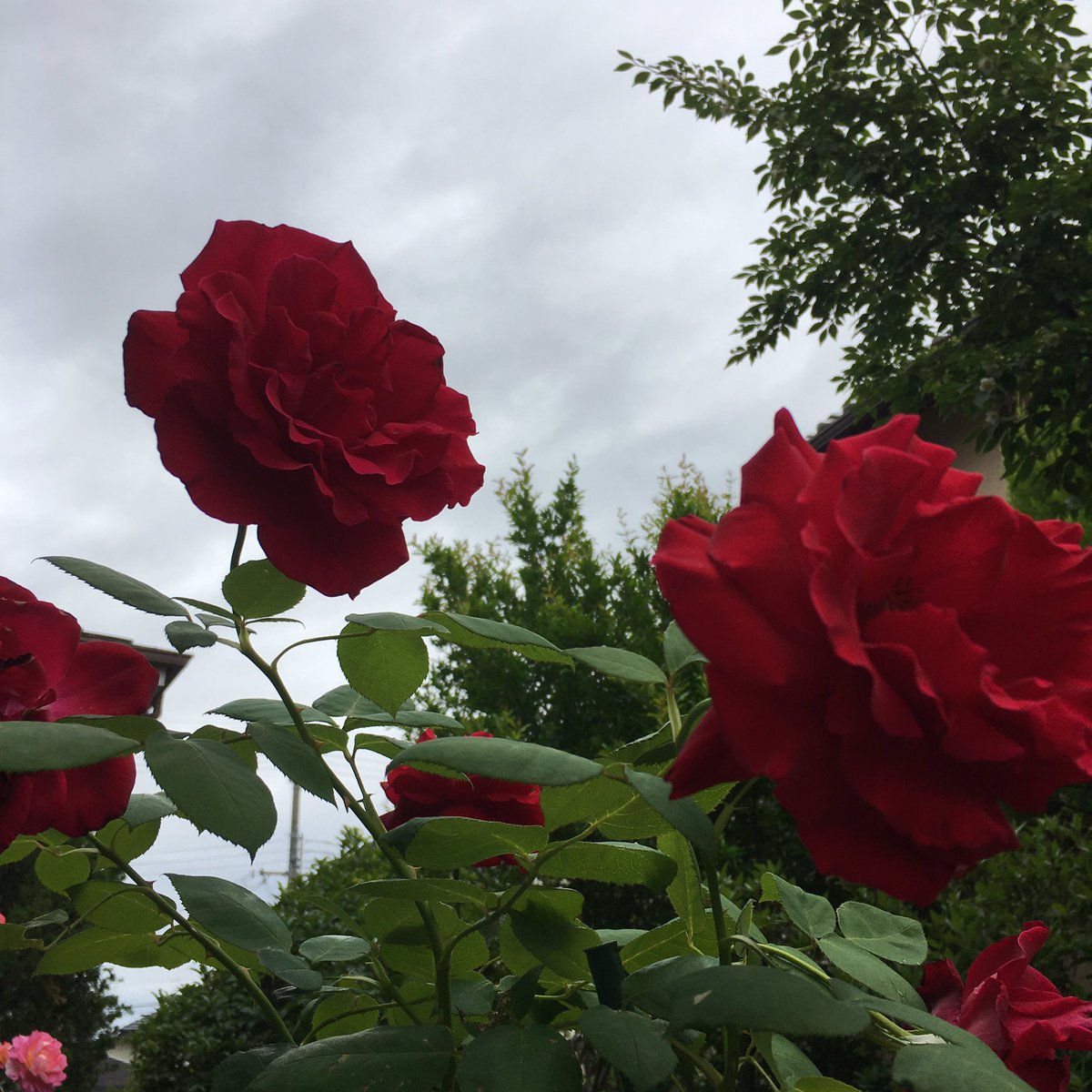 <a href="/Jeano467/">Jean Cole</a> <a href="/IzabelMarques16/">Izabel Marques</a> Happy Birthday 🥂🍾🎉🎁 to <a href="/IzabelMarques16/">Izabel Marques</a> I noticed that every year I sent you this photo of big &amp; bright pinkcolored flower of #OrchidCactus and some other flowers🌺🌹🌼wishing you are having a good day w/ ppl you love!
Flowers never stop blooming in these tough days