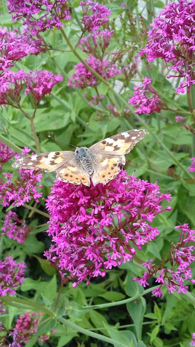 Lovely to be back at Llanerchaeron today @NTLlanerchaeron