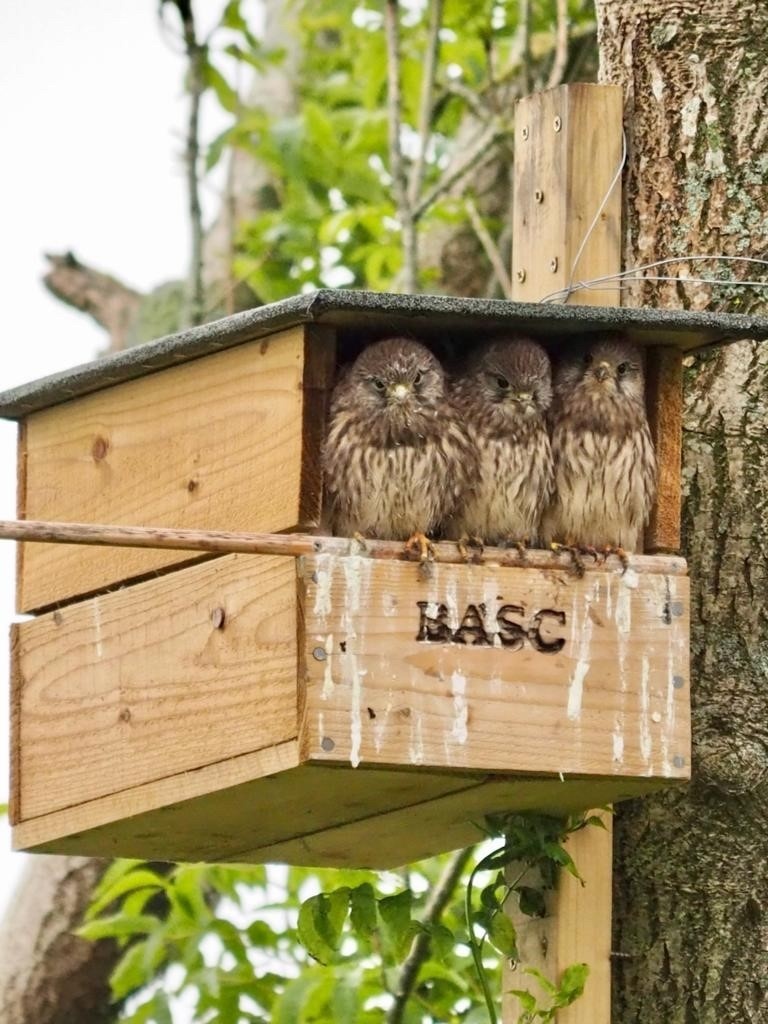 BASCnews's tweet photo. KESTREL UPDATE
Last week we shared some images of a BASC kestrel box and its residents. We are happy to report that the chicks have now taken to the skies!
Read about the kestrels and BASC's bird box initiative in @BascNorth director Duncan Thomas's blog
https://t.co/XjlW9oBMH5 https://t.co/dCOQpmnaxk